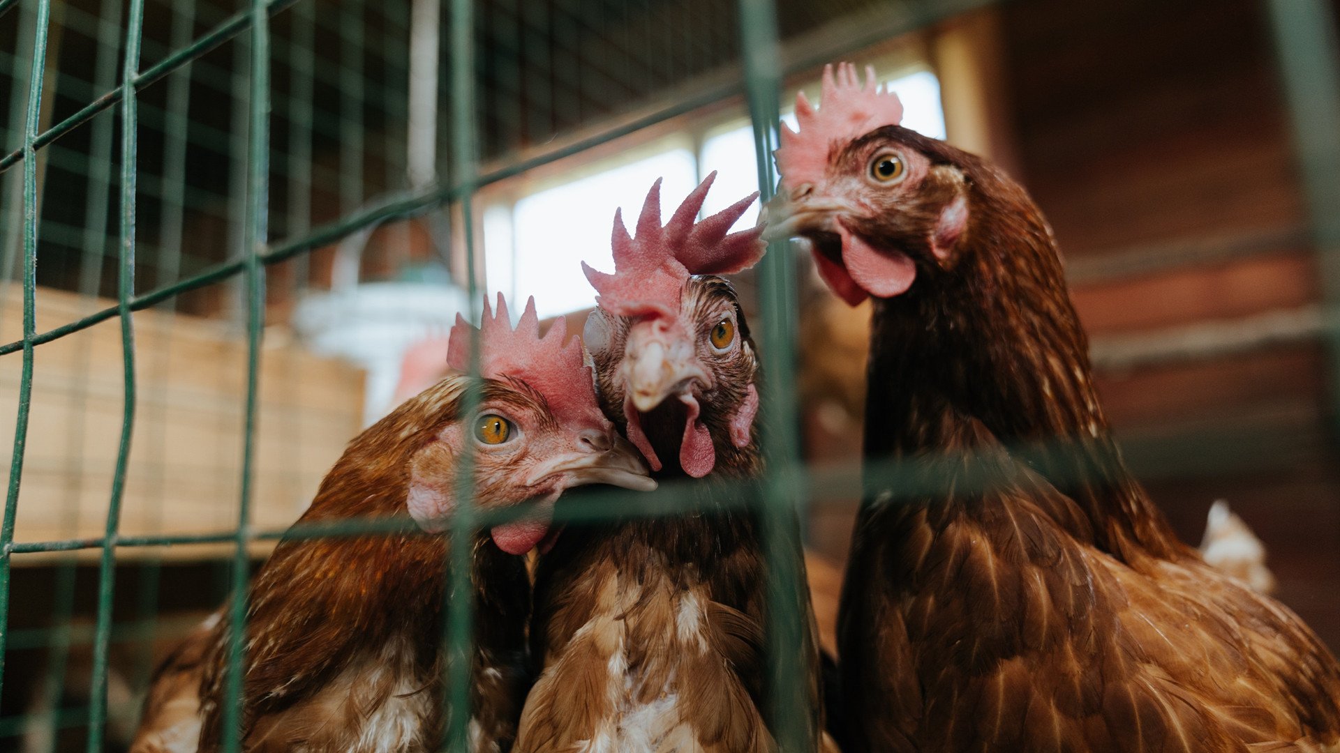 绞杀与舞蹈，足球世界的唯一性密码—论阿森纳的战术锁与卡马文加的艺术接管