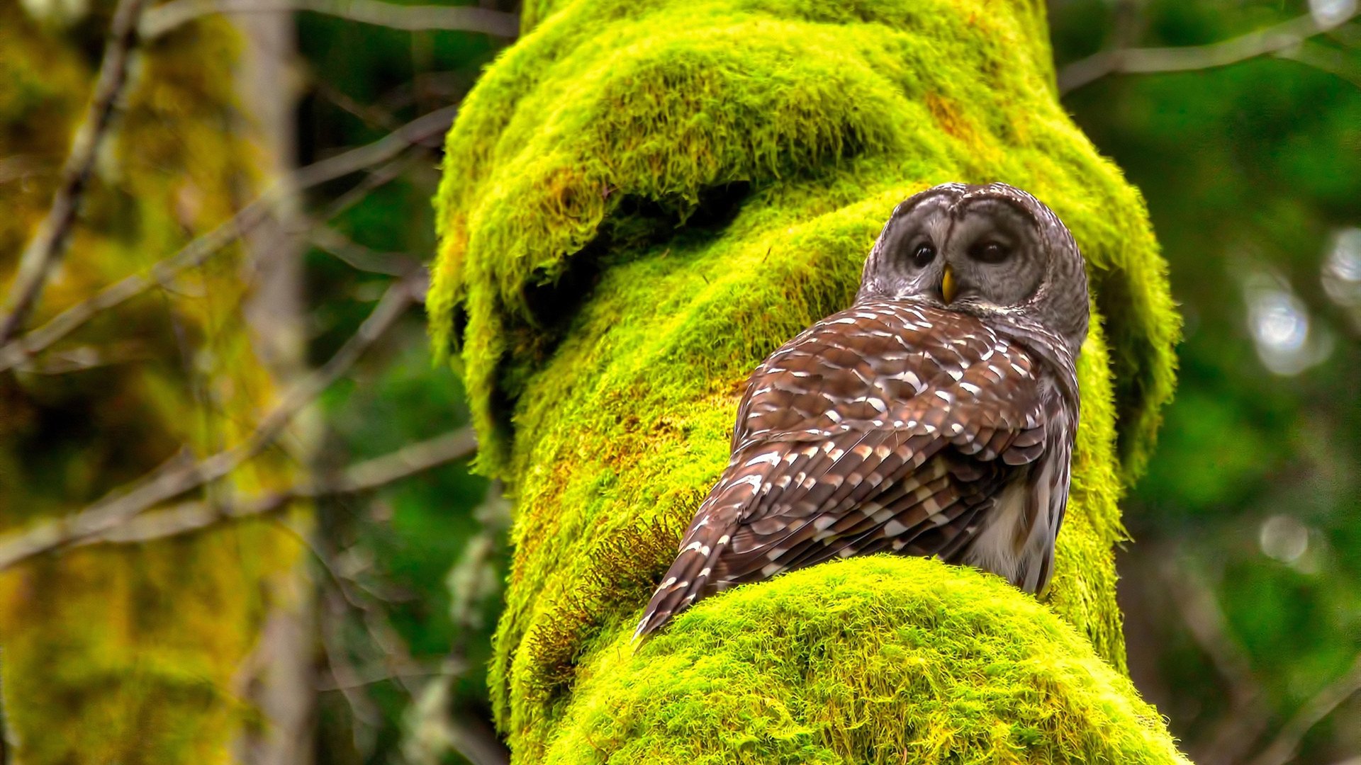 雷火电竞亚洲先驱-乌克兰的铁血，马竞的哲学，与李刚仁脚下那粒改写历史的进球